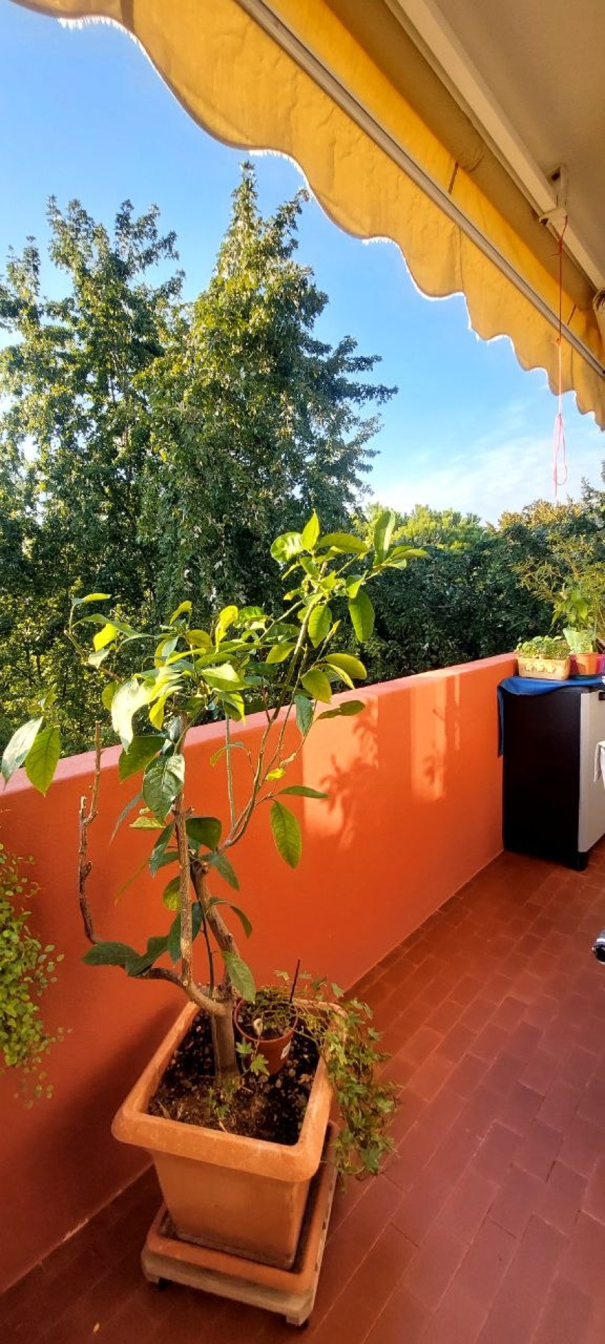 spinea 2 camere